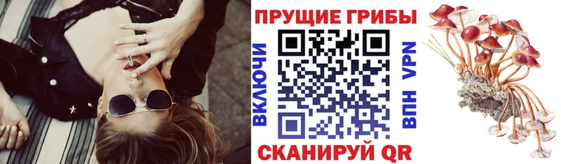 Псилоцибиновые грибы Psilocybine cubensis  Димитровград 